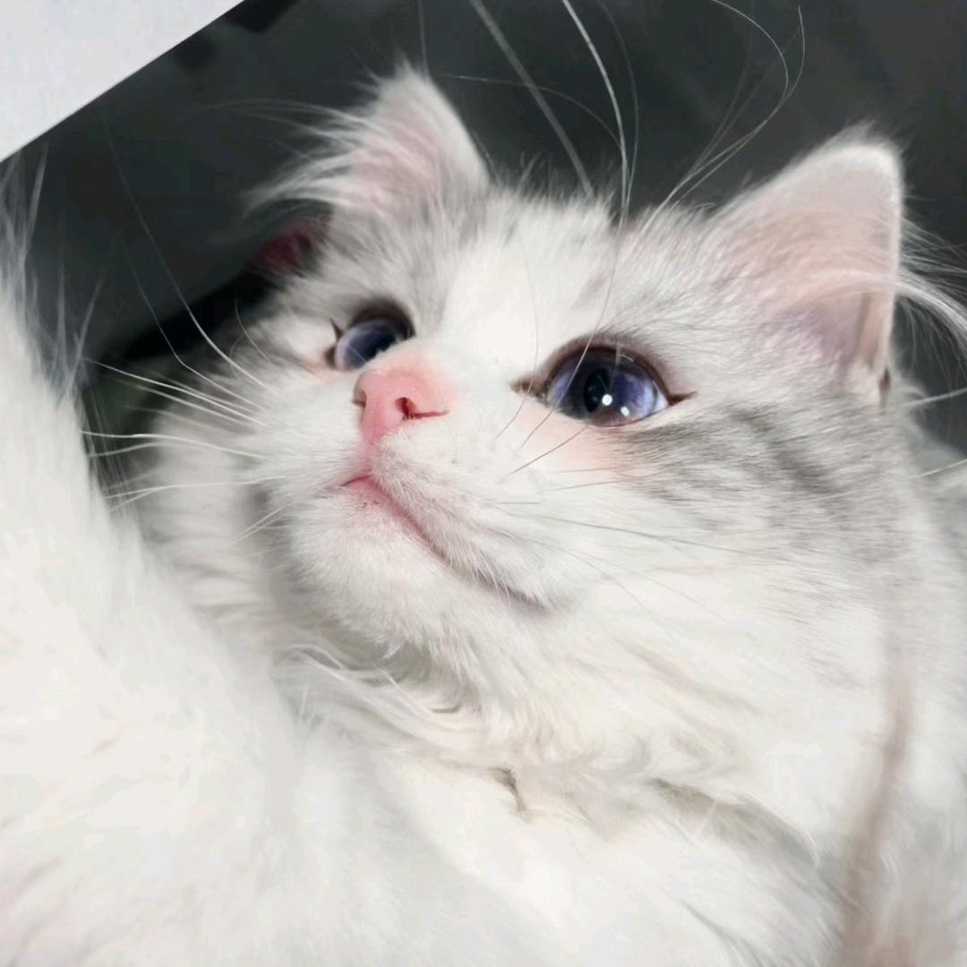 大眼睛