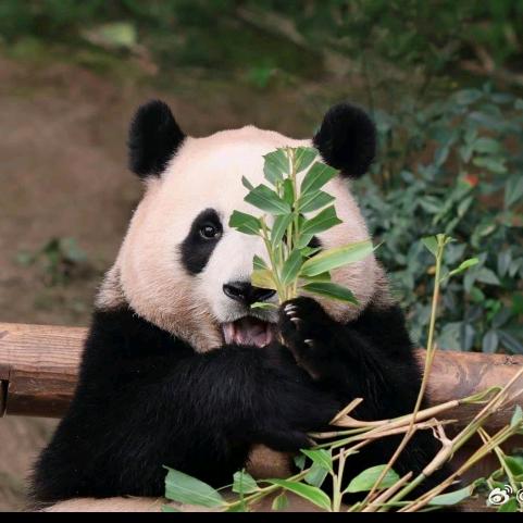 独行