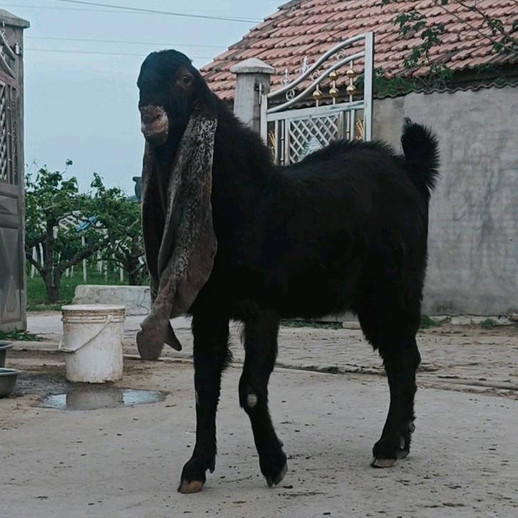 砀山县于伟家庭农场