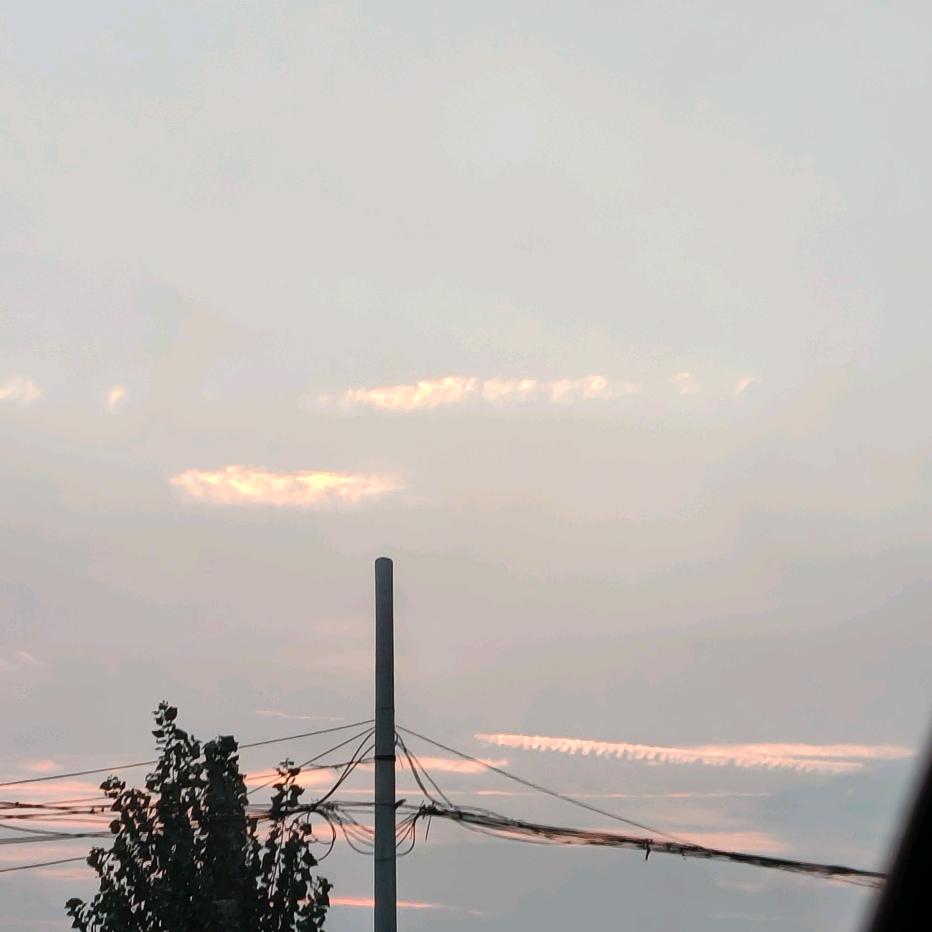 木槿