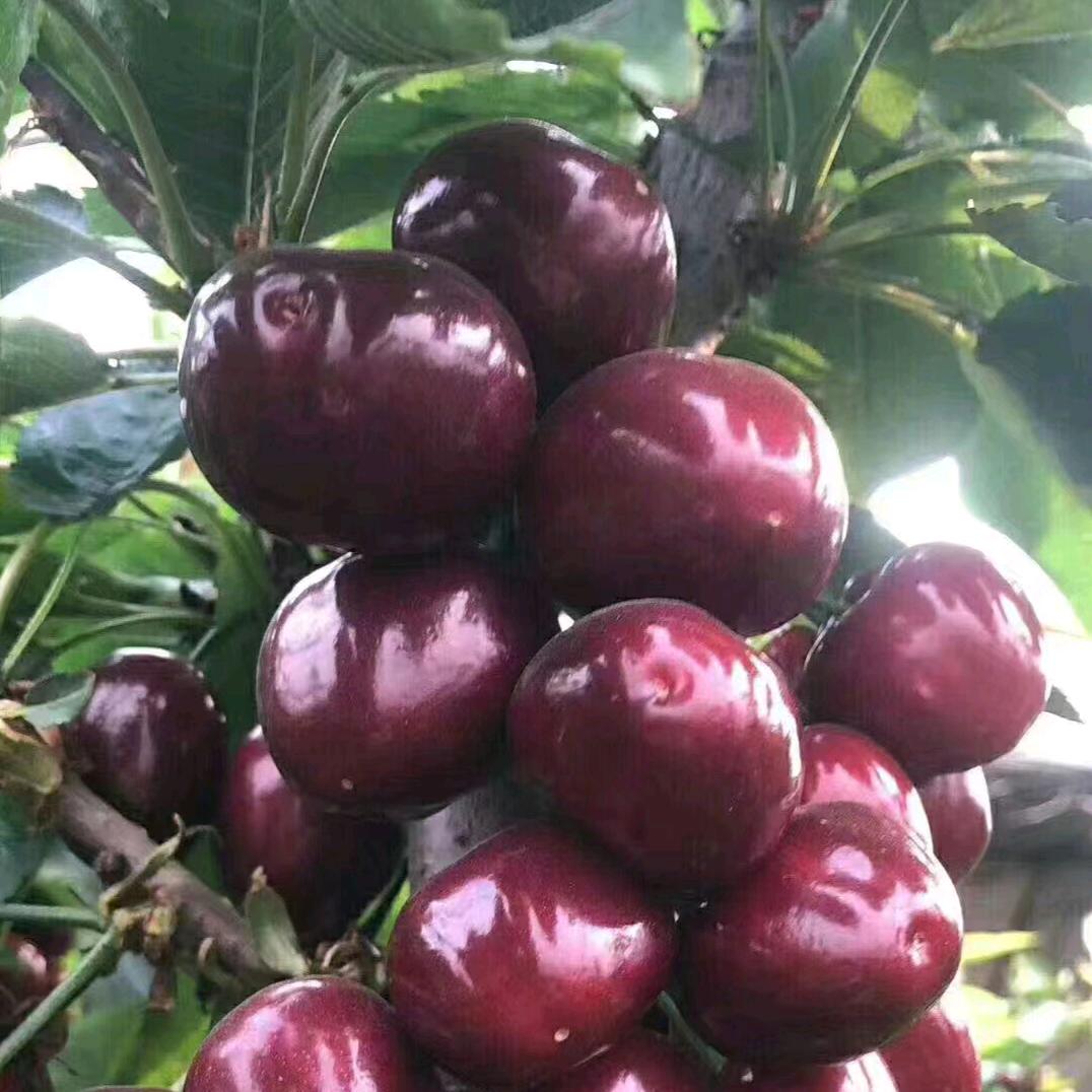 一果当鲜水果店