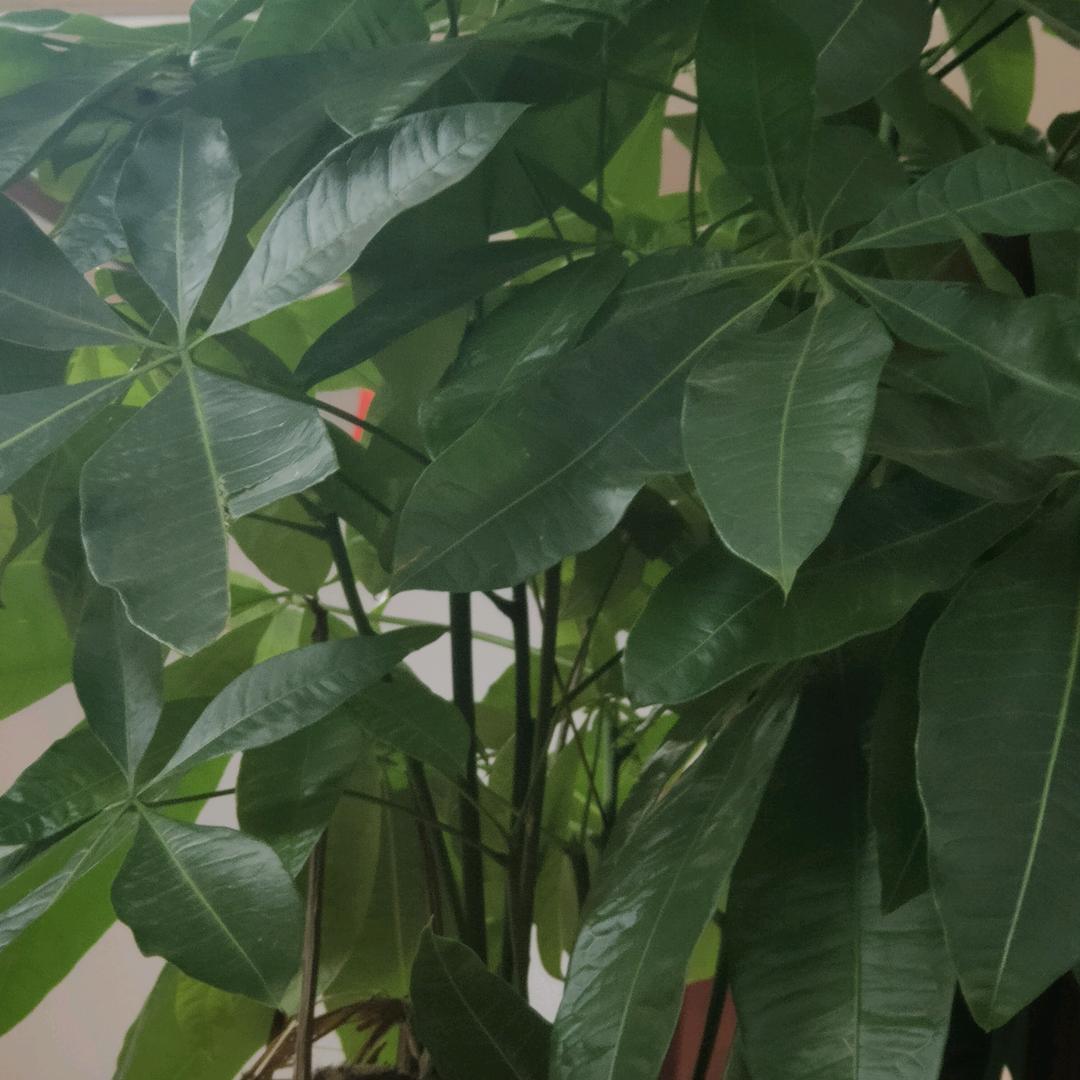 ﾉ☀尾蝶🐉拒绝私聊