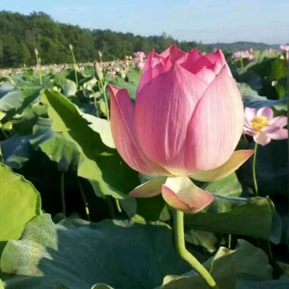 梦里花非炛