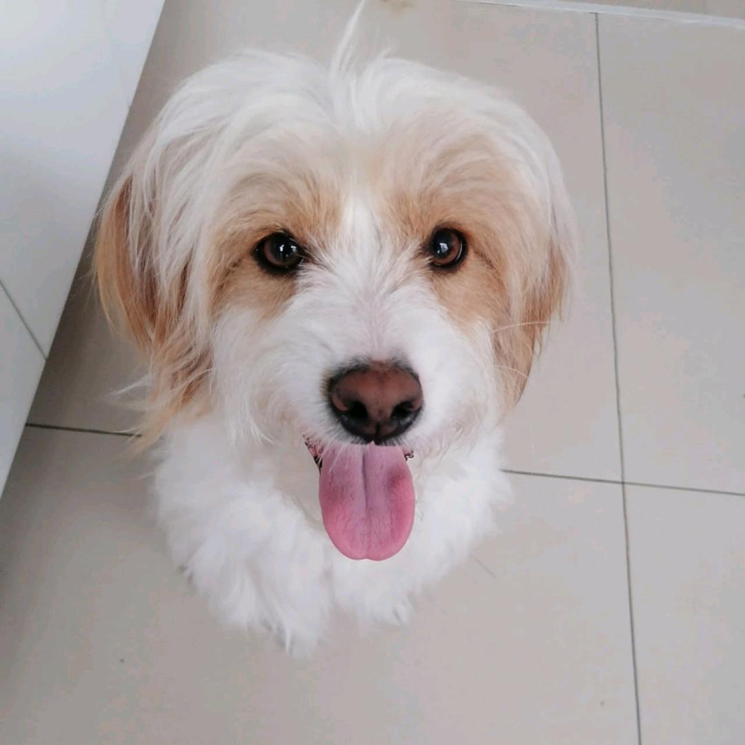 在东北的小布丁
