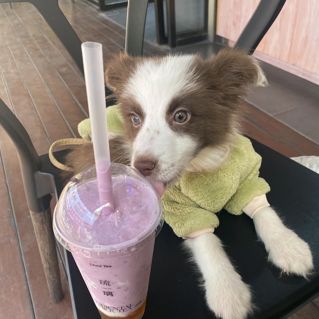 拉拉🐶