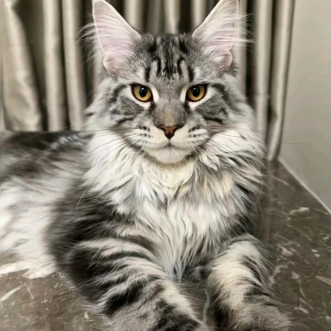 心灵猫屋(昆明美宠宠物)