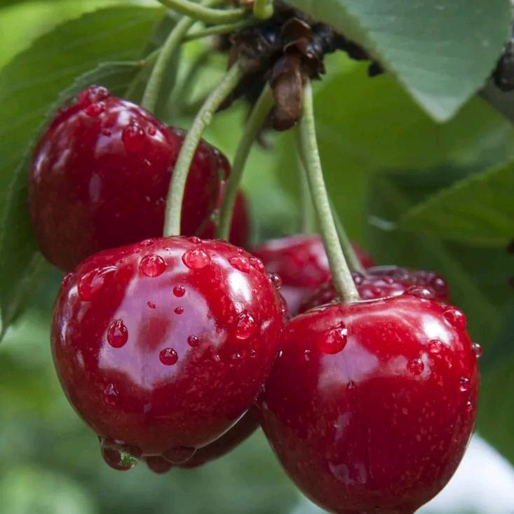 上蔡樱桃🍒种植园