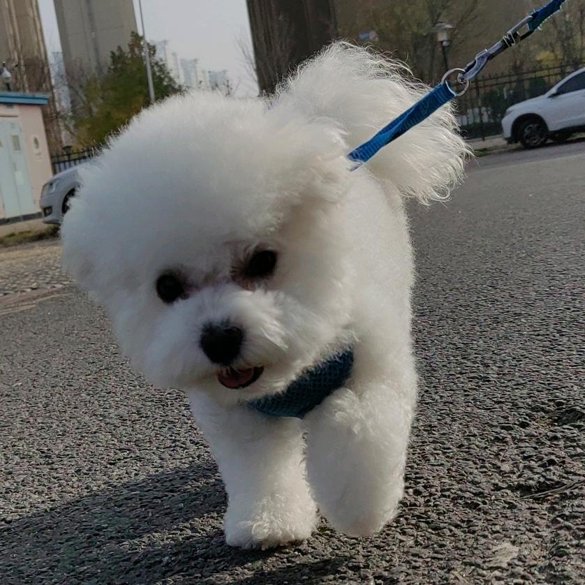 王哈哈8