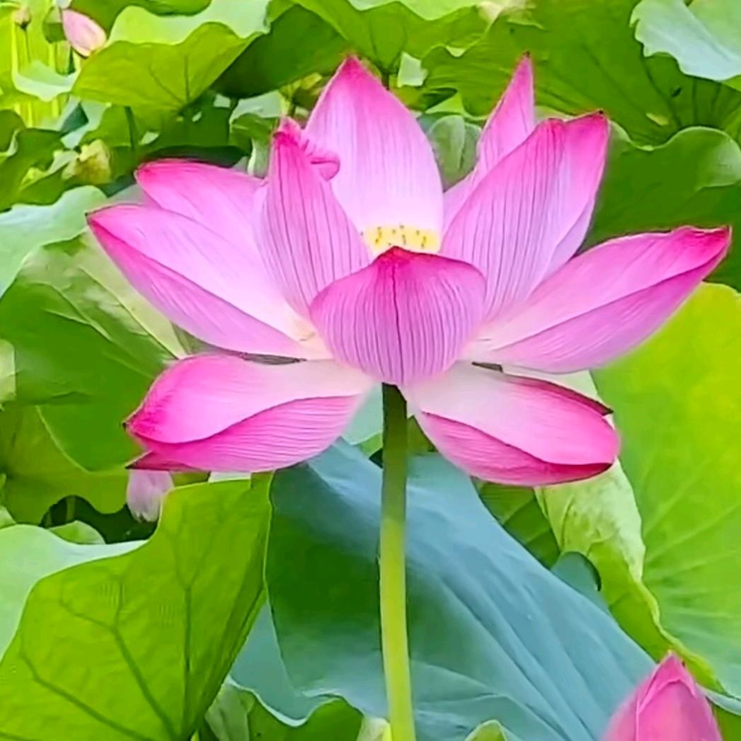忏悔 晚6:50开播