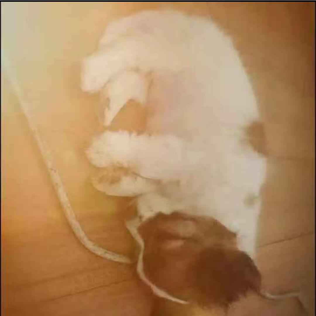 来自孤岛的鲸