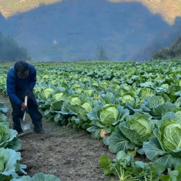 考八交根