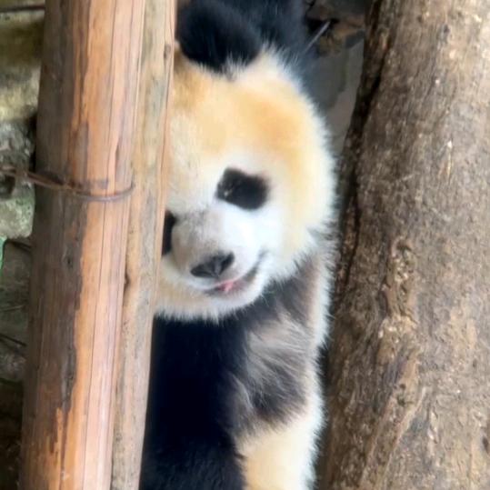 熊猫密码