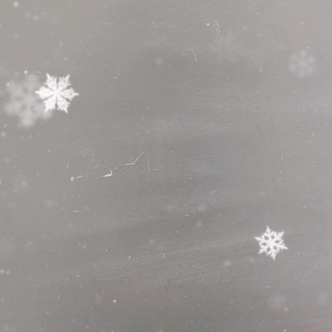 永年一枝花