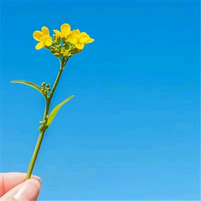 艾妹子  卖粑粒