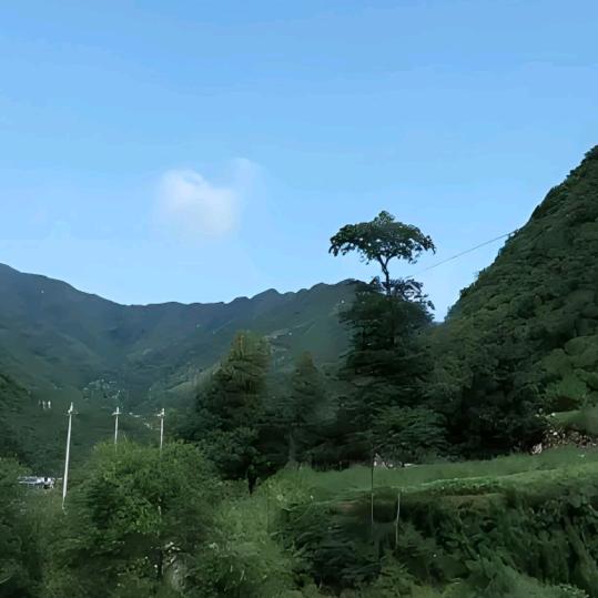 迎风楝树