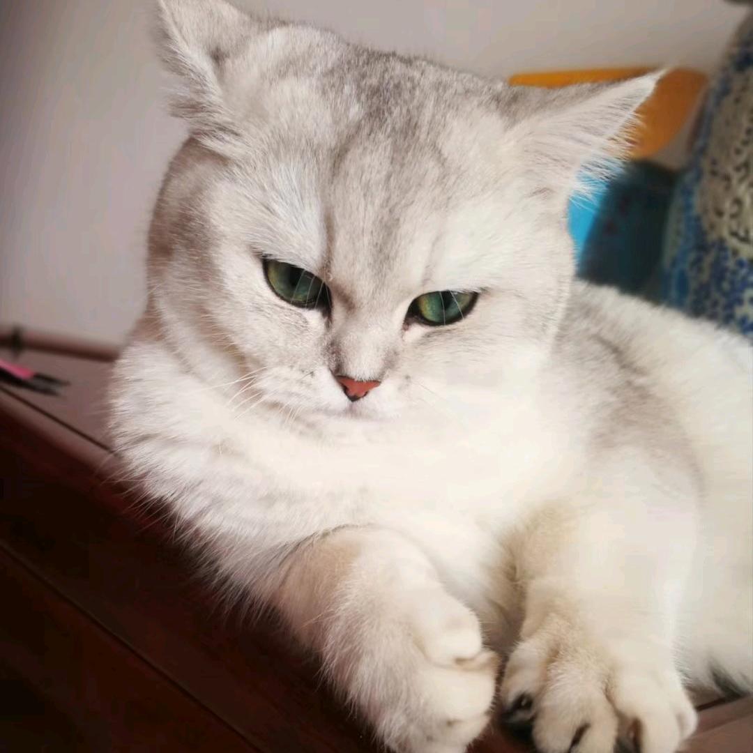 胡蝶迷