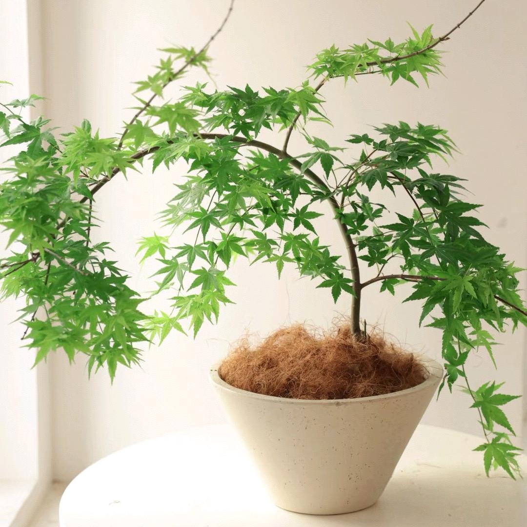 馨熙花卉园