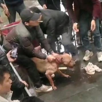 大鹏战队🇨🇳