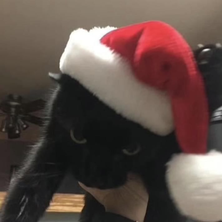 薛定谔的猫