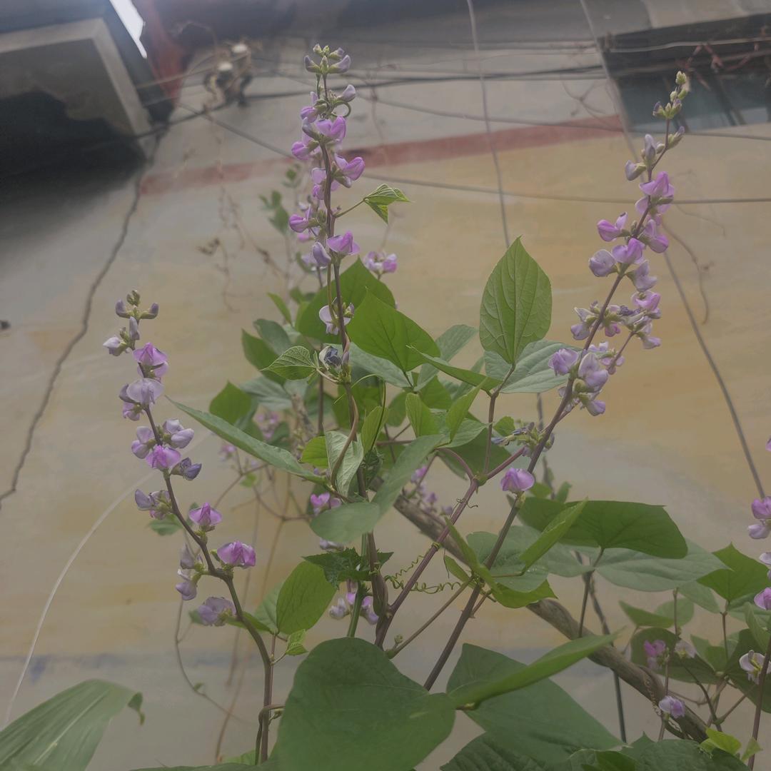 我心飞翔