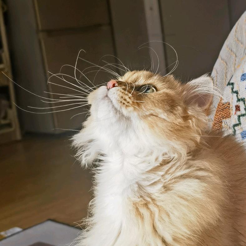 毛豆是只猫