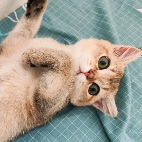 社恐哭唧唧(排单到1月)