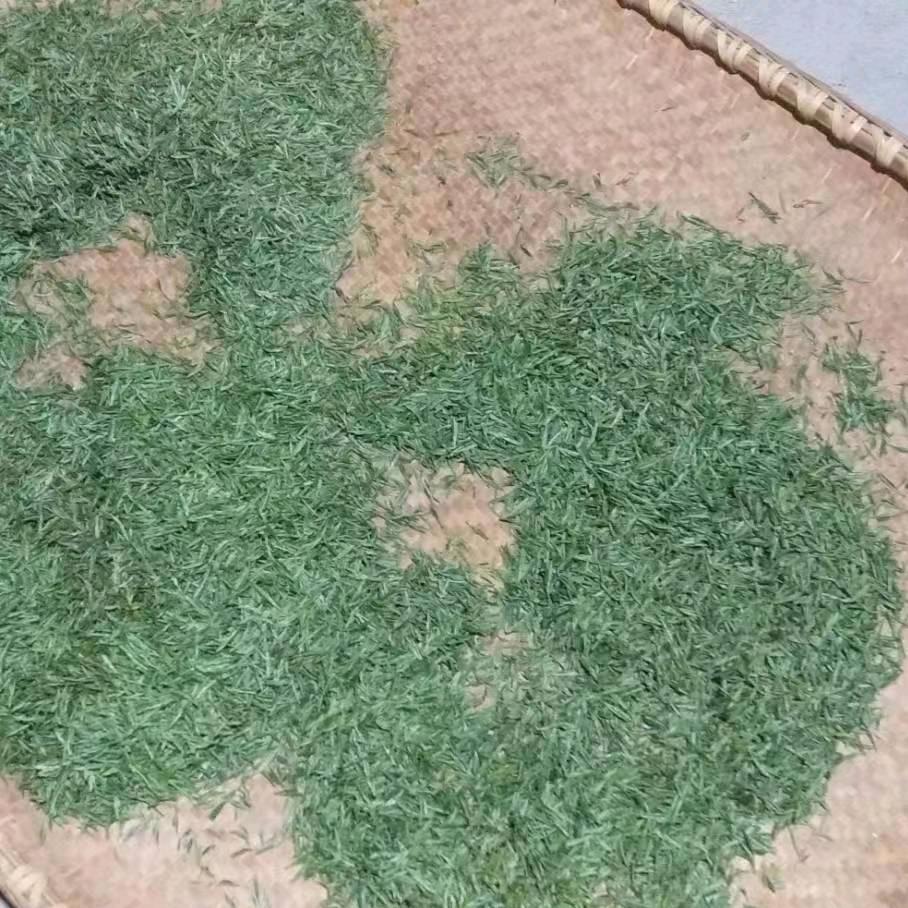 茶园里的风景（助农号）