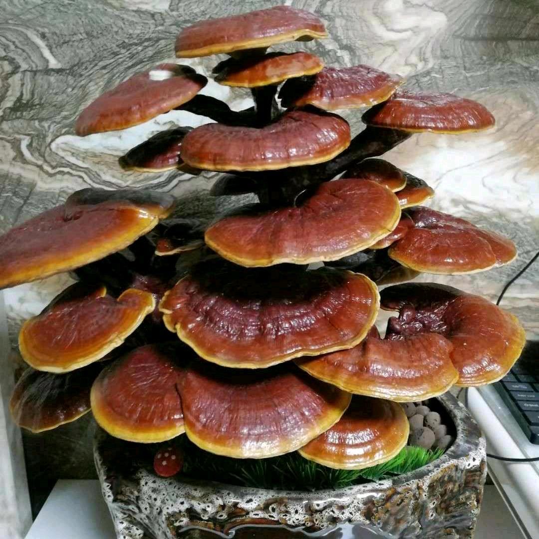 灵芝