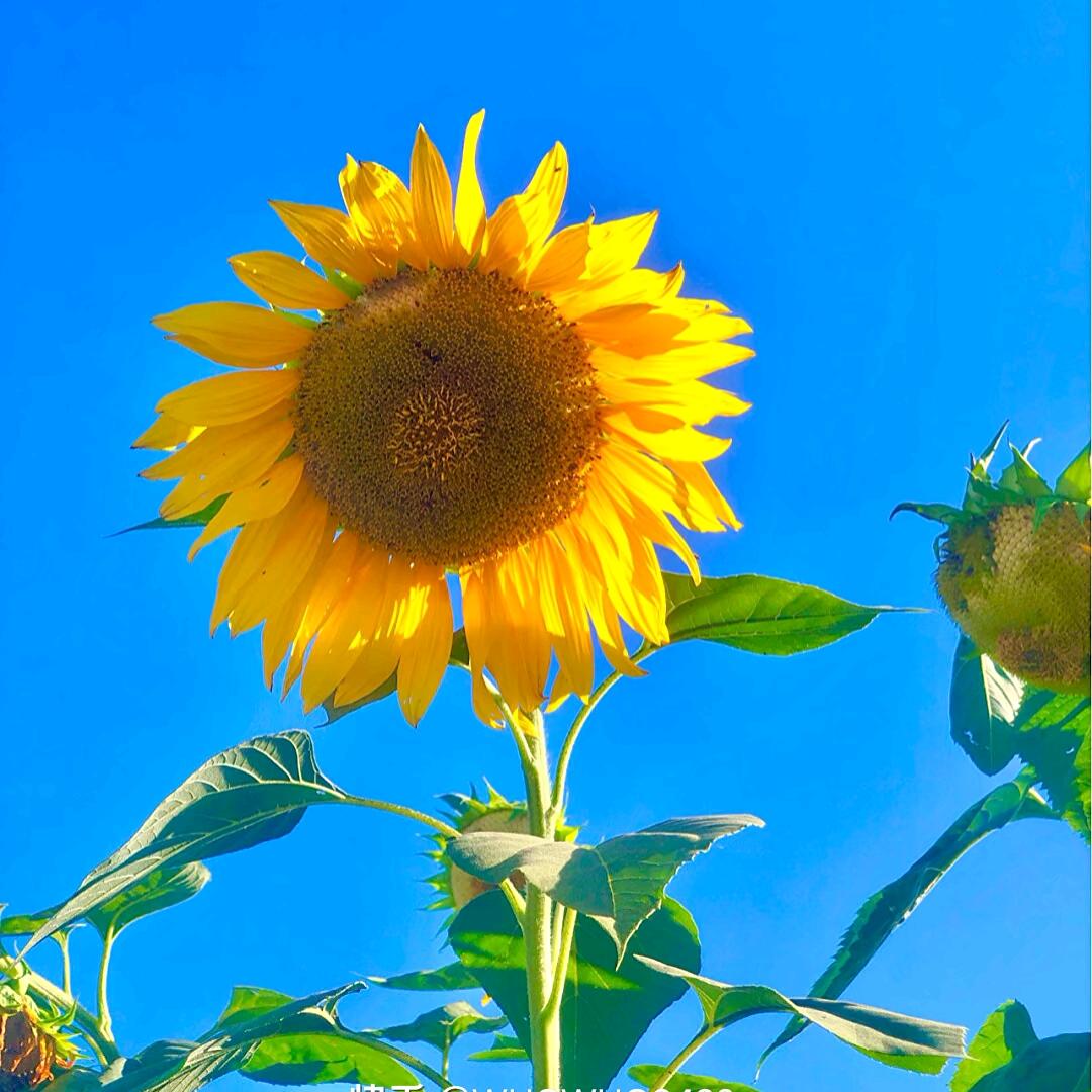 盛夏🌻向日葵