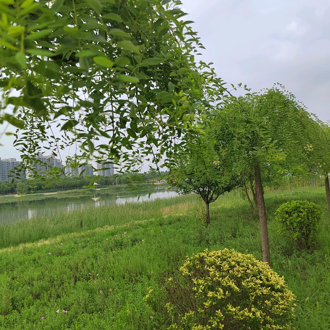 戏曲爱好者