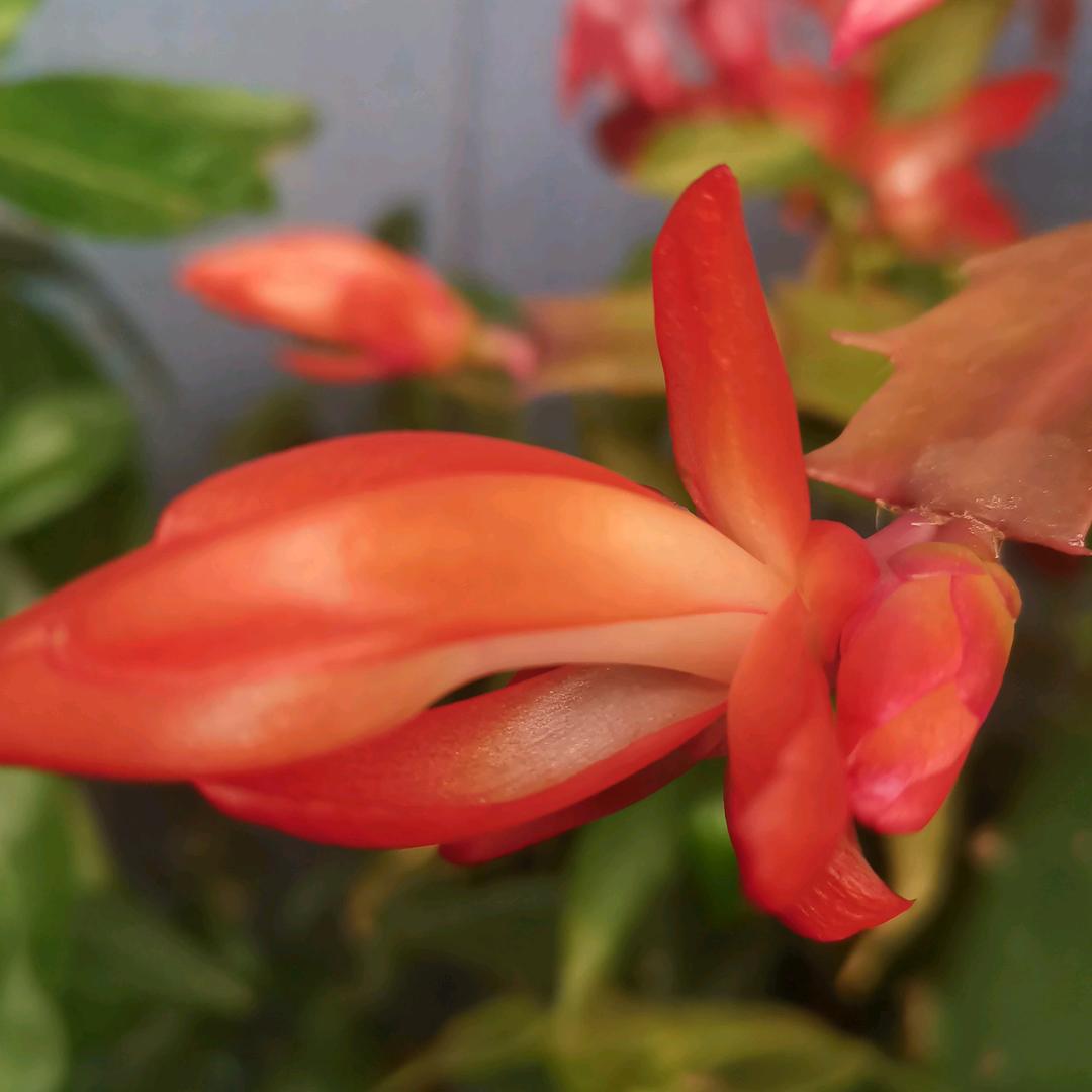 抖音一看，人全完蛋