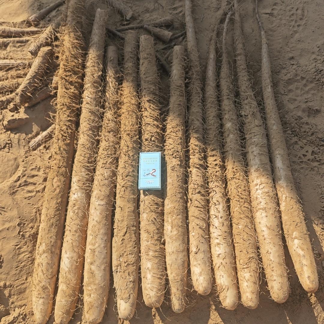 风☞榆林白玉产地直发☜小秦