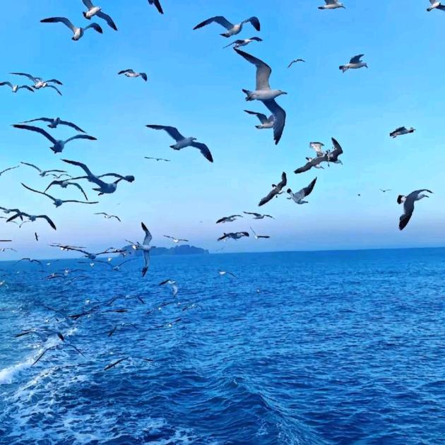 大海
