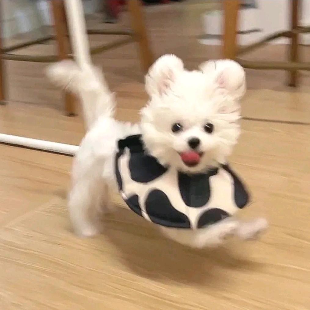 呆呆zhu.