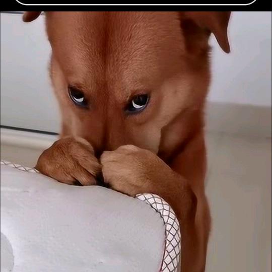 不要伤害对你好的人