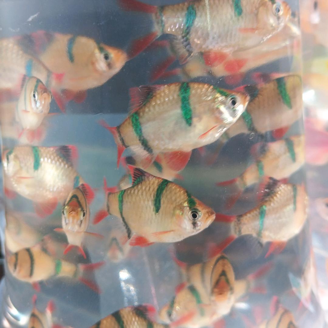虎虎生威水族世界