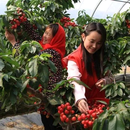 天丰农业科技