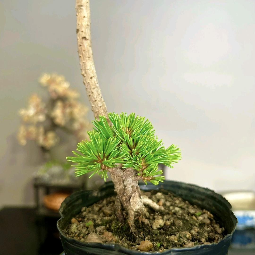 莒南县松柏缘苗木园