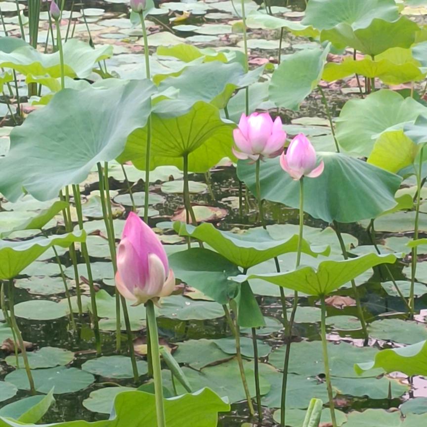 罗丽