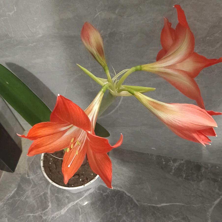 愿意做我的小宝贝吗？