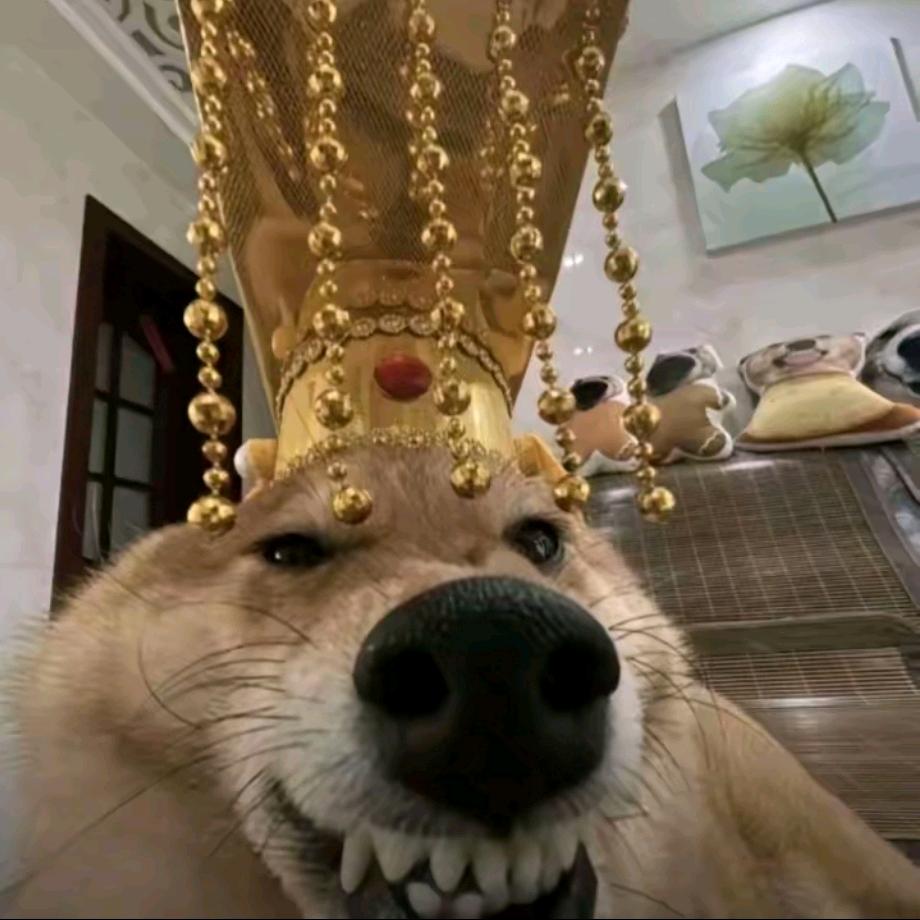 至尊无敌大熊熊