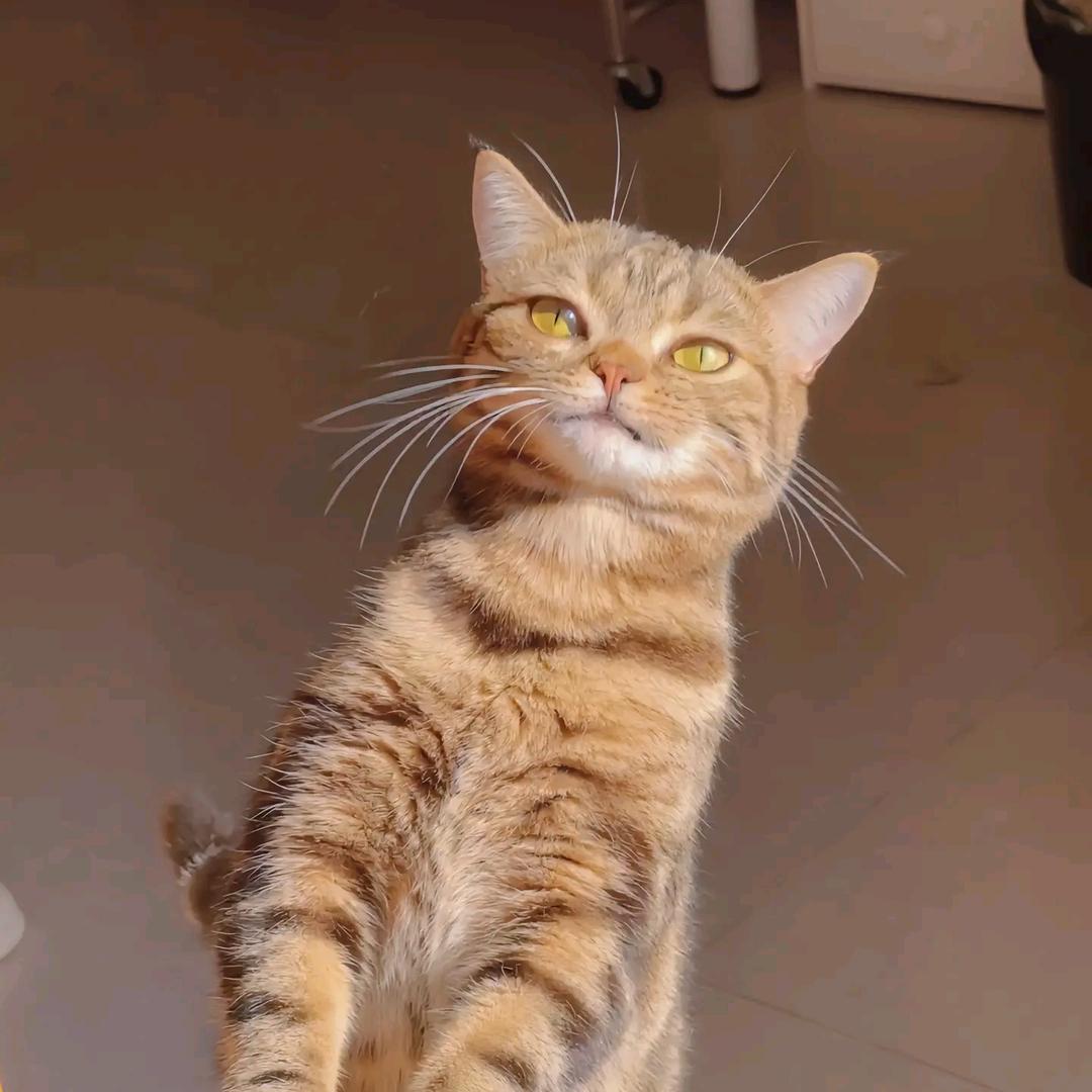 Yoke头像