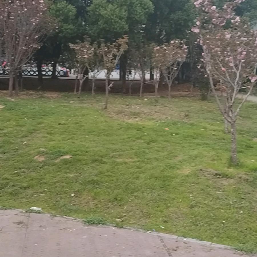 白雪w