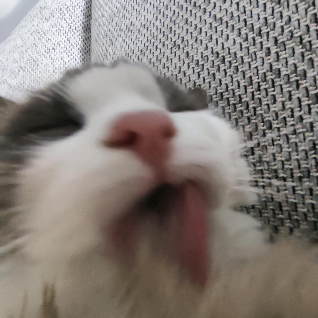 🥛手抓饼