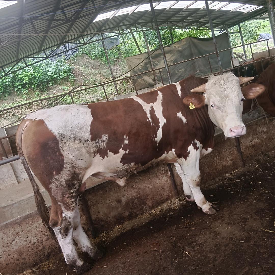 黄平县才艳生态养殖农民专业合作社