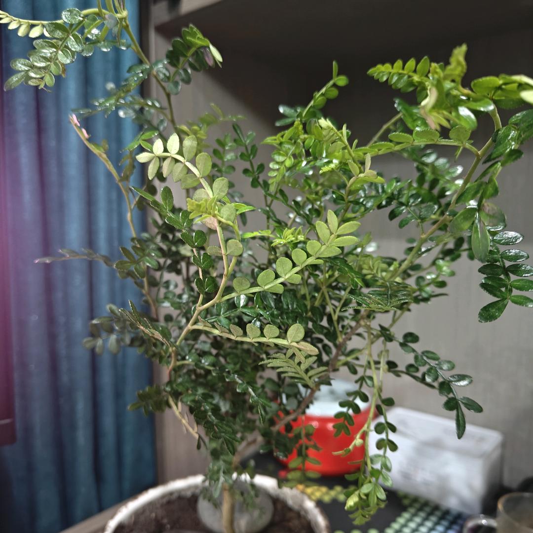 老杜营销说