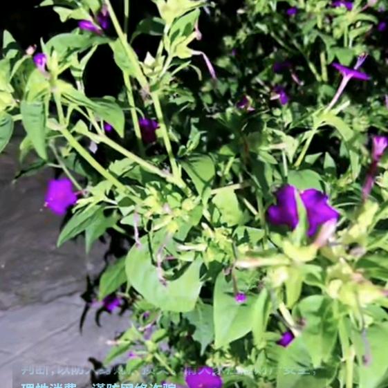 喜洋洋便利店(环滘河边直街店)