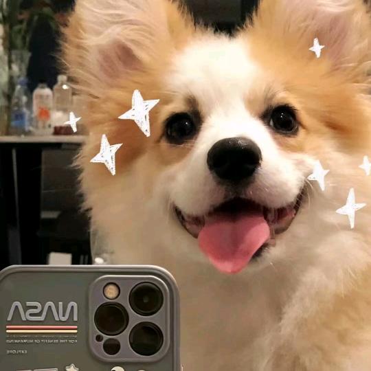 小鲨鱼