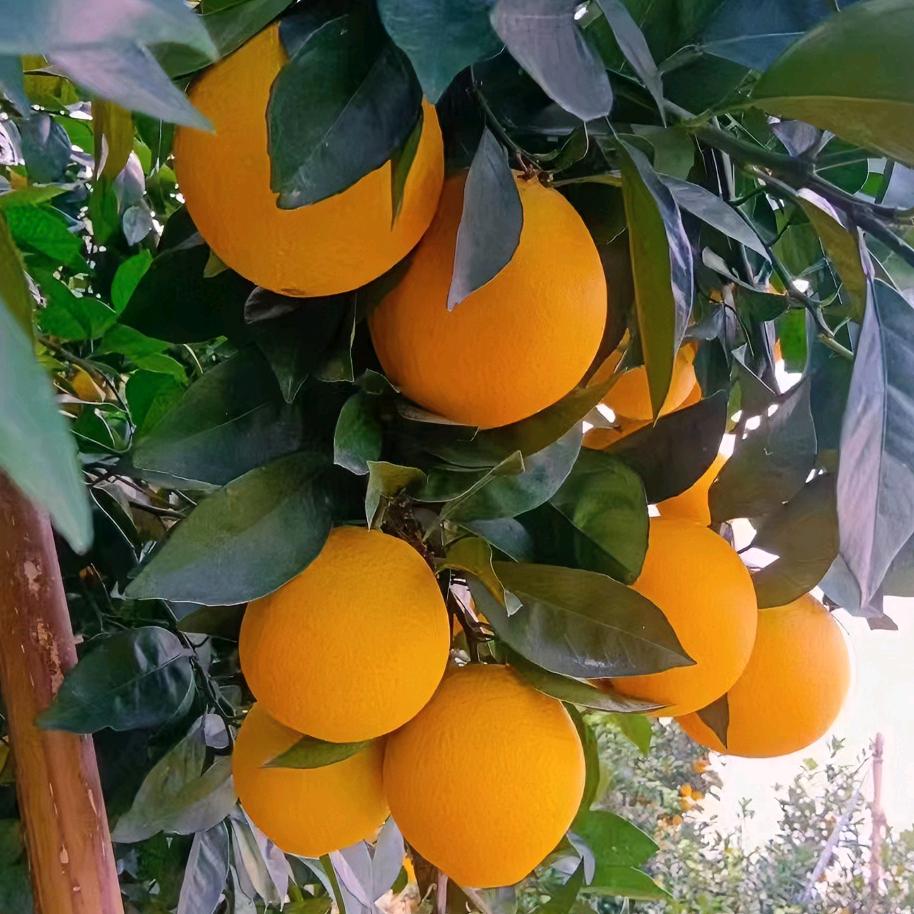 铭橙优品(赣南寻乌脐橙 百香果)