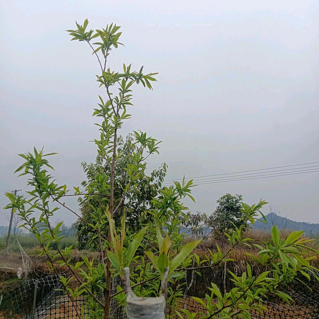 鸿哥